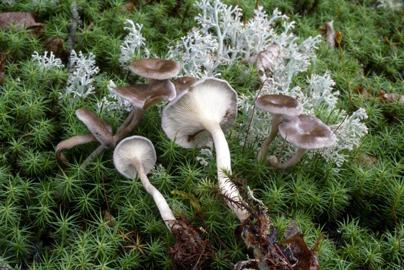 Cantharellula umbonata